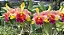 Blc. Amazing Thailand 'Gold Star' 1 - 2 Espatas com botoes - Imagem 1