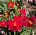 Cattleya Orquidaceas Primeiro Amor 5 - 2 Frentes com Botoes - Imagem 1