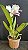 Blc. (Mildred Rives x Pastoral Aniel Carnier) - 2 Flores Perfeitas - Imagem 2