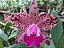 Blc. Big spot's - Botoes - Imagem 1
