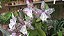 Cattleya Marie Haga 'Freckles' 3 - Botoes - Imagem 1