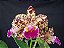 Blc. Durigan Gemini 6 - Botoes - Imagem 1