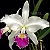 Cattleya Gigas Semi Alba Atropurpurea xself 1 - Espata floral (sementeira) - Imagem 1