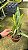 Cattleya Gigas Semi Alba Atropurpurea xself 2 - Espata floral (sementeira) - Imagem 2