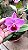 Cattleya (Aloha Case 'Ching Hua' x Percivaliana 'Carla Porto') 3 - Brotacao (Sementeira) - Imagem 1