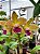 Blc. Durigan Phoenix 2 - Espata (Vegetal Recuperado) - Imagem 1