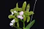 Cattleya Leopoldii (Lilacina x Alba) 3 - Espata Floral - Imagem 1