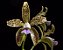 Cattleya Guttata Coerulea 3 - Espata + Vaso Cheio - Imagem 1