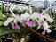 Cattleya Maxima Semi Alba x self 1 - 2 Frentes com Botoes (Sementeira) - Imagem 1