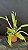Cattleya Maxima Semi Alba x self 1 - 2 Frentes com Botoes (Sementeira) - Imagem 3