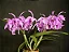Cattleya Maxima Semi Alba x self 2 - 2 Frentes com Botoes (Sementeira) - Imagem 2
