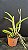 Cattleya Maxima Semi Alba x self 2 - 2 Frentes com Botoes (Sementeira) - Imagem 3
