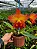 Blc. Little Toshie H&R - Espata com botao - Imagem 1