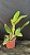 Blc. Little Toshie H&R - Espata com botao - Imagem 2