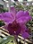 Cattleya (Excellency Gold x Gigas) 3 - 2 Espatas + Vaso Cheio (Sementeira) - Imagem 1