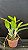 Cattleya (Excellency Gold x Gigas) 3 - 2 Espatas + Vaso Cheio (Sementeira) - Imagem 2