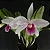 Laelia Purpurata Vinicolor Striata Flamea x self 1 - 2 Espatas com Botoes - Imagem 1