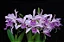 Cattleya Canhamiana Coerulea 3 - Vaso cheio + 2 brotacoes - Imagem 1