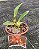 Schomburgkia Gloriosa Crispa - Tamanho 3 - Imagem 2