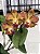Blc. (Waianae Leopard X Hawaiian Galaxy) - Adulta - Imagem 1