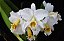 Cattleya Percivaliana Alba - Muitas Brotacoes (Quase Certeza) - Imagem 1