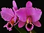 Cattleya Percivaliana Thiago - 4 Brotacoes - Imagem 1