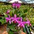 Cattleya Violacea Tipo Flamea 2 - 3 Brotacoes - Imagem 1