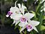 Laelia Purpurata Argolao - Tamanho 3 - Imagem 1