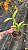 Blc. Samba Lemon Drop - *2 UNIDADES - ATACADO* - Imagem 2