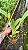 Blc. Goldenzelle 'Saddle Peak'- *2 UNIDADES - ATACADO* - Imagem 4