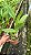 Blc. Goldenzelle 'Saddle Peak'- *2 UNIDADES - ATACADO* - Imagem 5