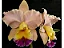 Blc. Goldenzelle 'Saddle Peak'- *Black Friday* - Imagem 1