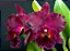 Blc. Chia Lin 'New City' - *2 UNIDADES - ATACADO* - Imagem 1