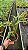 Dendrobium Chrysotoxum - *Black Friday* - Imagem 3