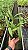 Dendrobium Chrysotoxum - *Black Friday* - Imagem 2