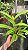 Bc. (Pastoral 'Innocence' x Maikai 'Mayumi') - 2 UNIDADES *ATACADO* - Imagem 3