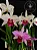Laelia Purpurata 'Tipo' - *Black Friday* - Imagem 1