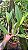 Cattleya (Mildred Rives x Enid Moore) SEMENTEIRA - *2 UNIDADES - ATACADO* - Imagem 5