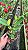 Lc. Melody Fair 'Mishima' - *2 UNIDADES - ATACADO* - Imagem 2