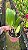 Blc. Oriental Mambo 'Red Ribbon' - *2 UNIDADES - ATACADO* - Imagem 2