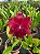 Blc. Oriental Mambo 'Red Ribbon' - *2 UNIDADES - ATACADO* - Imagem 1