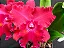 Blc. Oriental Mambo 'Red Ribbon' - *Black Friday* - Imagem 1