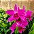 Laelia Purpurata Sanguinea - *Black Friday* - Imagem 1