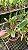 Cattleya Dolosa Semi Alba 'Kenny' - *2 UNIDADES - ATACADO* - Imagem 3
