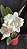 Cattleya Dolosa Semi Alba 'Kenny' - *2 UNIDADES - ATACADO* - Imagem 1