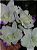 Cattleya Dolosa Semi Alba 'Kenny' - *Black Friday* - Imagem 1