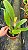 Cattleya Amy Wakasugi 'Yamanashi' - *2 UNIDADES - ATACADO* - Imagem 2