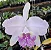 Cattleya Lueddemanniana Coerulea - Pre Adulta (pote 10) - Imagem 1