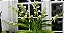Angraecum Eburneum - Pre Adulto (Pote 10) - Imagem 1