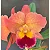 Blc. Exotic Dream - 2 Espatas - Imagem 1